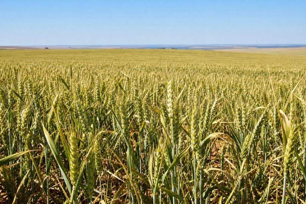 Tempo seco acelera colheita do milho e trigo avança em MS, aponta Conab