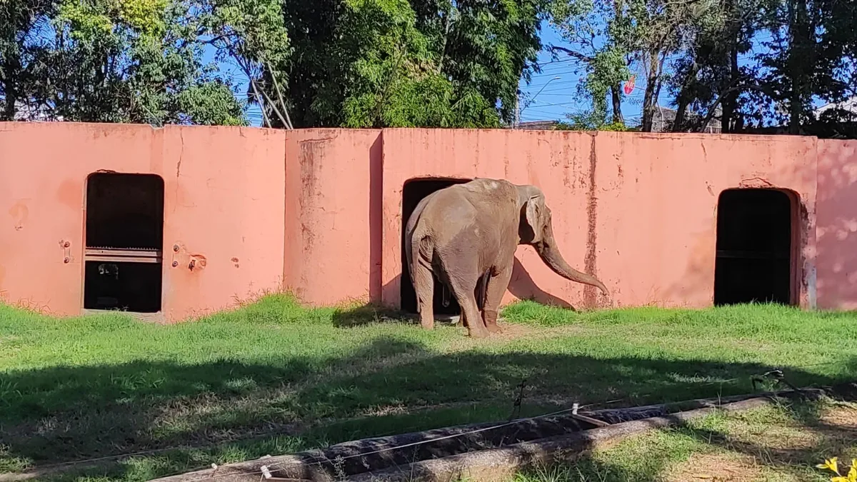 Caixa de 10 toneladas, escolta policial e mais: entenda como será o transporte do elefante Sandro