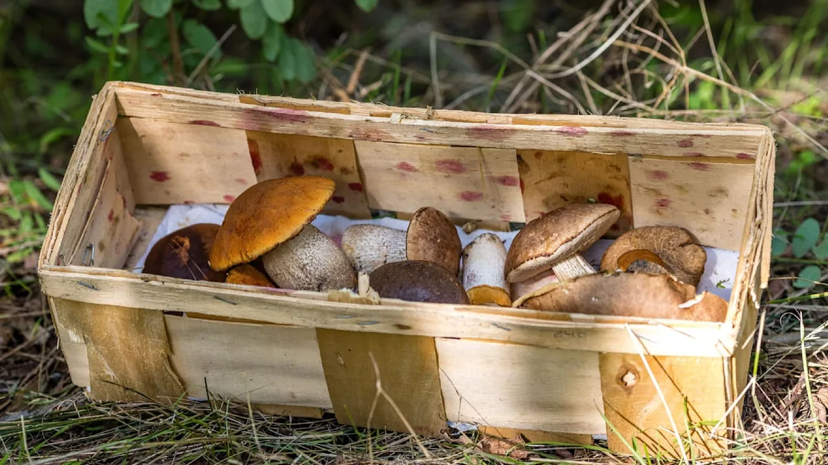 Hier lohnt sich die Suche - Die besten Pilz-Regionen in Deutschland