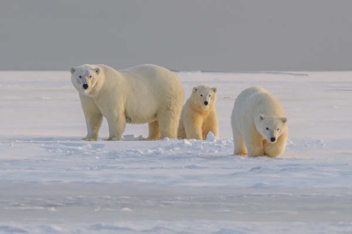 Multa de 4.000 euros en Noruega por despertar con una sirena a un oso polar