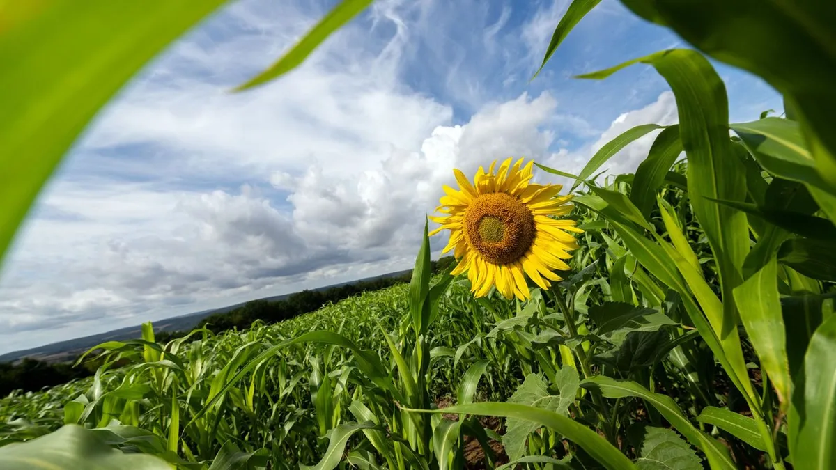 Wetter in Bayern: Freundlicher Mix aus Sonne und Wolken