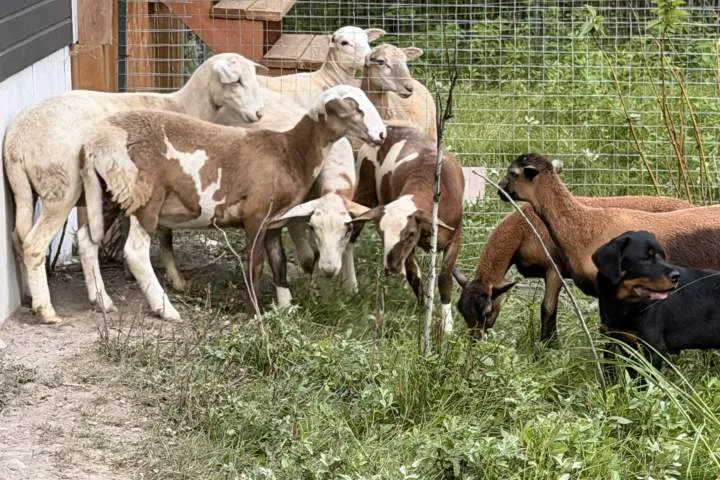 Manitoba farmer whose animals were stolen hails new RCMP cattle cops