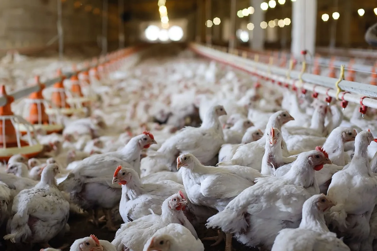South Africa’s meat importers urge end to European chicken duties