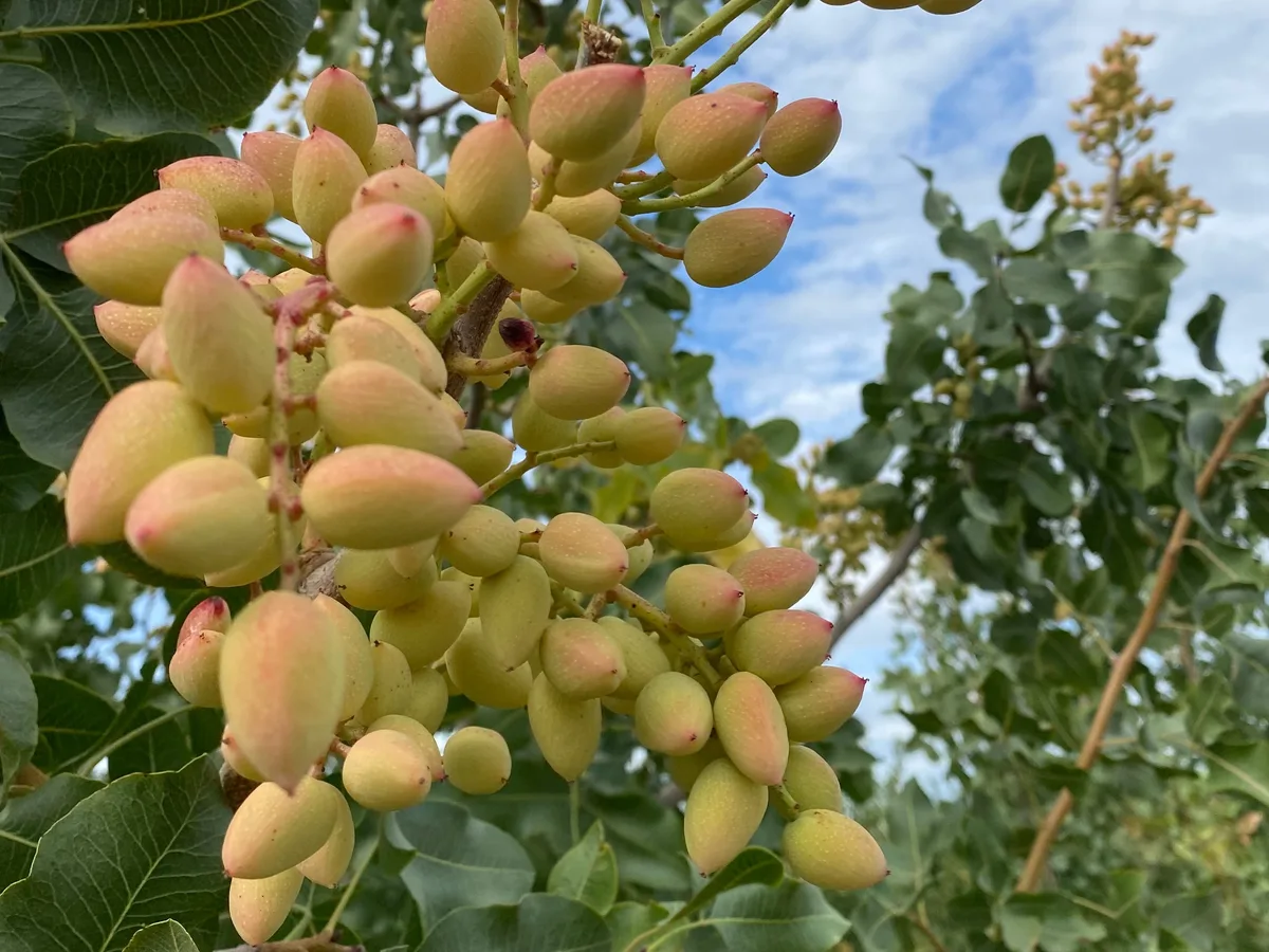 Boom del pistacho: ya hay 10.000 hectáreas y prevén un fuerte salto de la producción