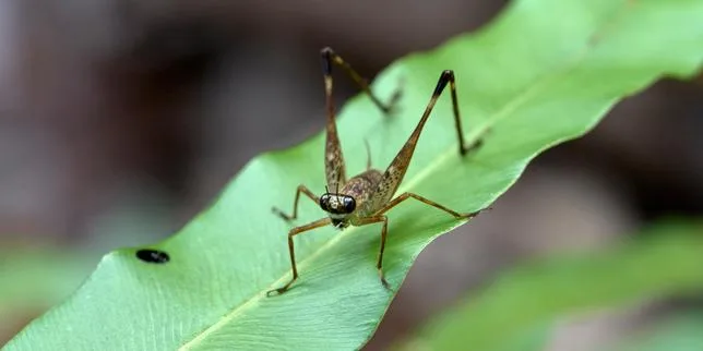 Dans la jungle de Bornéo, la quête d’insectes inconnus : « Je pense avoir trouvé un truc dingue »