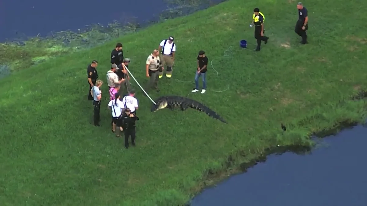Un pescador de 71 años murió tras el ataque de un caimán de casi cuatro metros en Florida