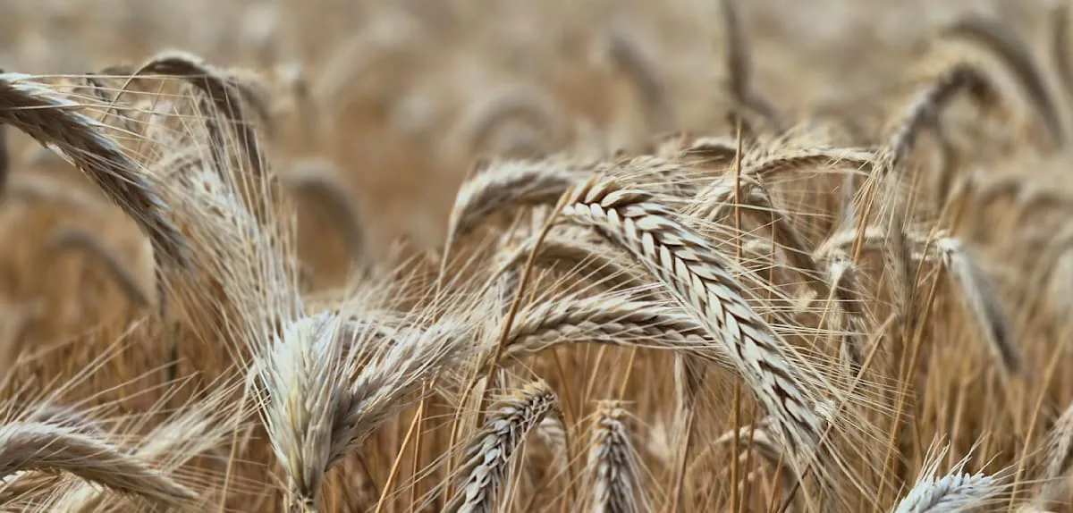 Wie der Klimawandel den Weizen und damit auch das Brot beeinflusst