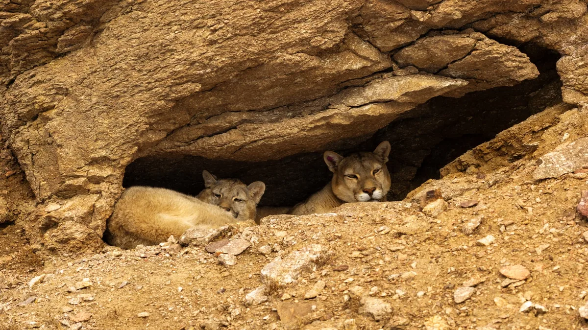 Patagonia salvaje: en busca de pumas en la estepa inhóspita de Santa Cruz