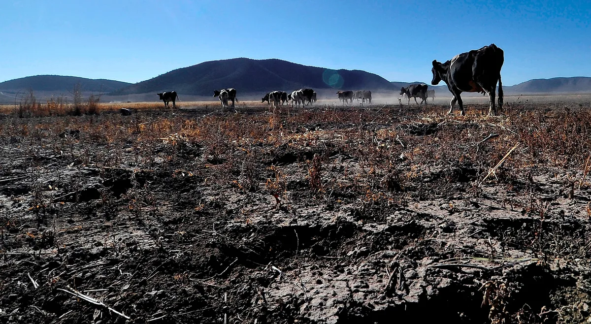 Fedegán pide plan urgente al Gobierno por El Niño: reportan casi 10.000 reses muertas y pérdidas millonarias en el sector