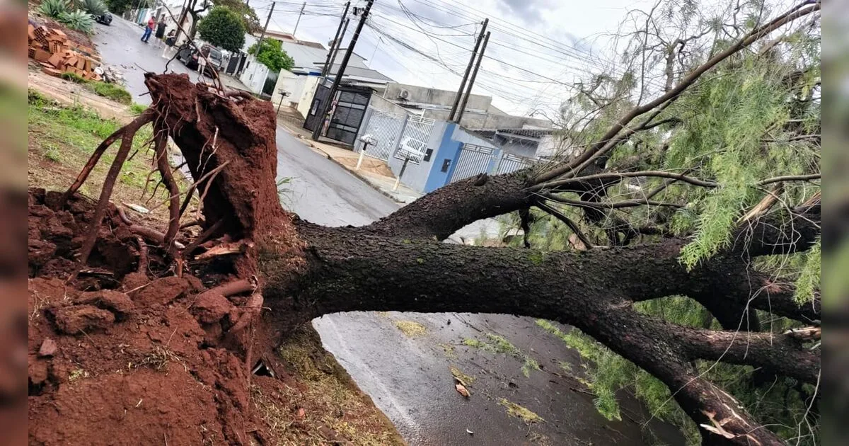 Temporal com fortes rajadas de vento derruba árvores e causa transtornos em Apucarana