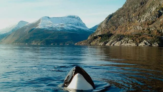 Orca »Keiko«: Frank und sein Wal