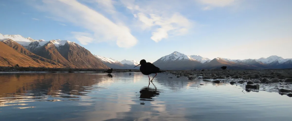 NZ has spent years preparing for H5N1 bird flu. For some species, it may not be enough