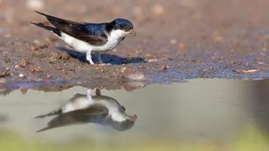 Die Mehlschwalbe ist Vogel des Jahres 2027