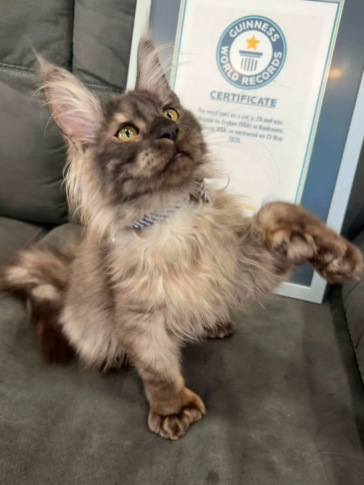 Gato com 29 dedos devido à condição rara quebra recorde nos EUA; veja