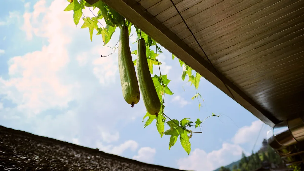 Zoff am Gartenzaun - Wem gehört Nachbars Kürbis, wenn er bei mir liegt?