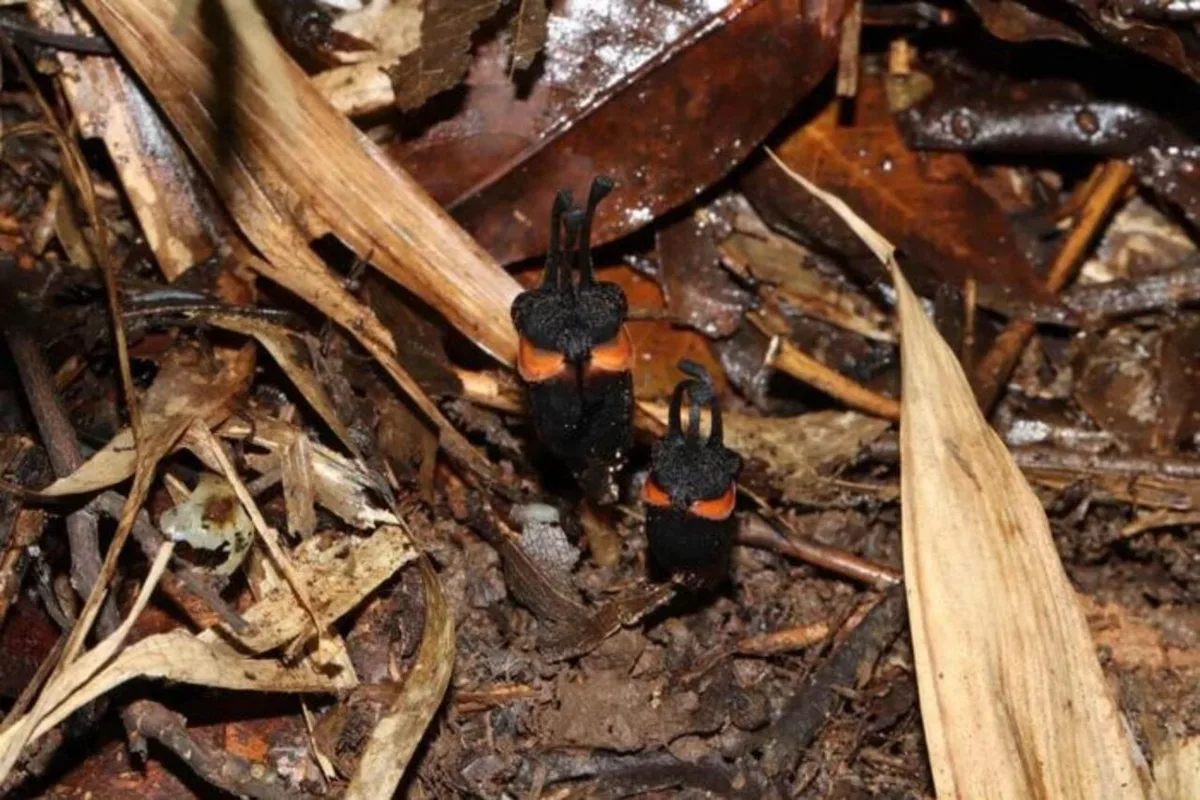 This Newly Discovered Demonic-Looking Flower Is Nightmare Fuel