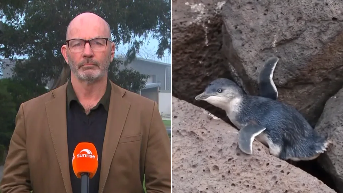 Experts ‘hopeful’ world-first bird flu vaccine rollout can protect little penguins amid fears response is too late