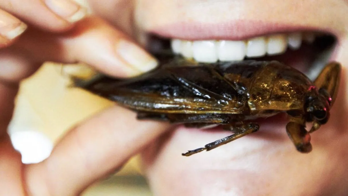 España estudia dientes antiguos y ADN y descubre que tu aversión a comer insectos tiene 9.000 años de antigüedad