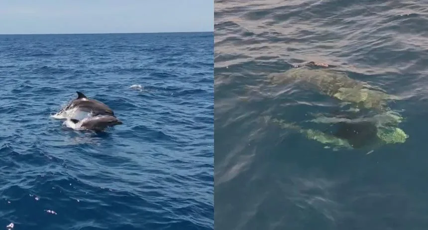 «Después del terremoto no los había vuelto a ver»: El emotivo encuentro que tuvo un pescador con delfines en La Guaira
