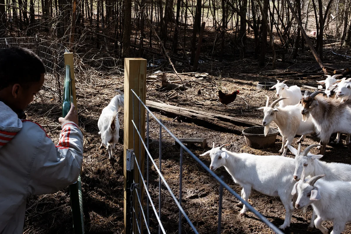 Four baby goats at mobile petting zoo in North Carolina test positive for rabies