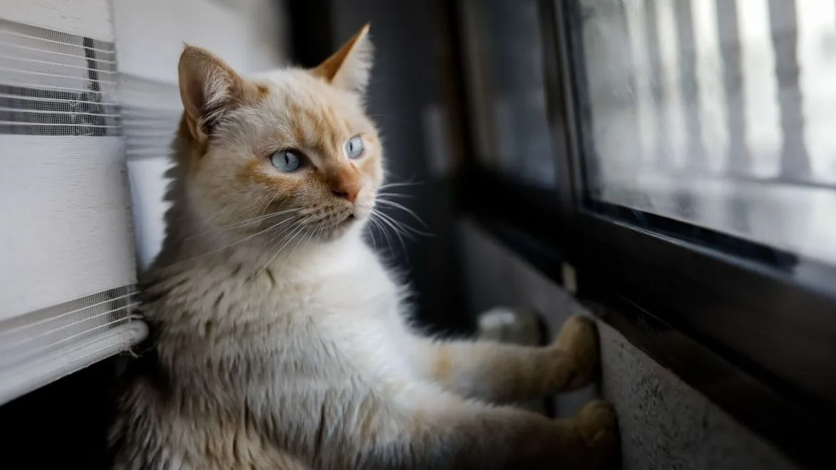 En vigor: los propietarios pueden poner una red para gatos en sus ventanas según la Ley de Propiedad Horizontal