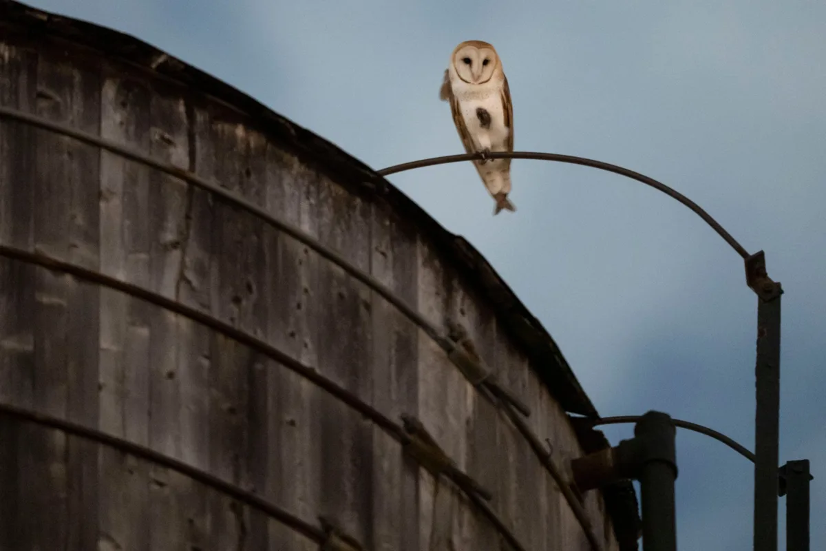 Who’s there? A rare family of barn owls takes over a water tower in Manhattan’s Upper West Side