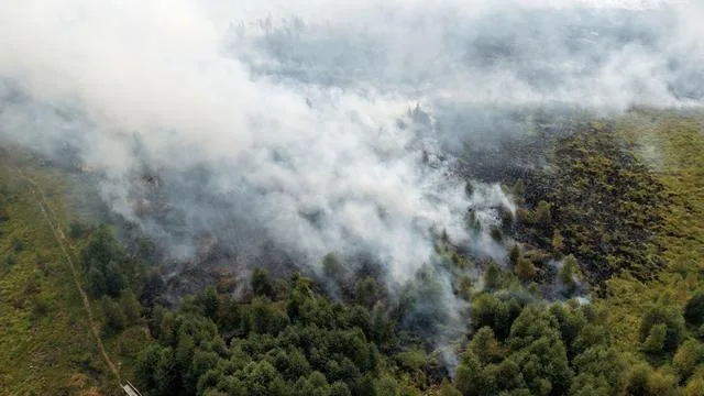 Waldbränden vorbeugen: Wie wird der Wald brandfester? Eichen als Feuerschutz