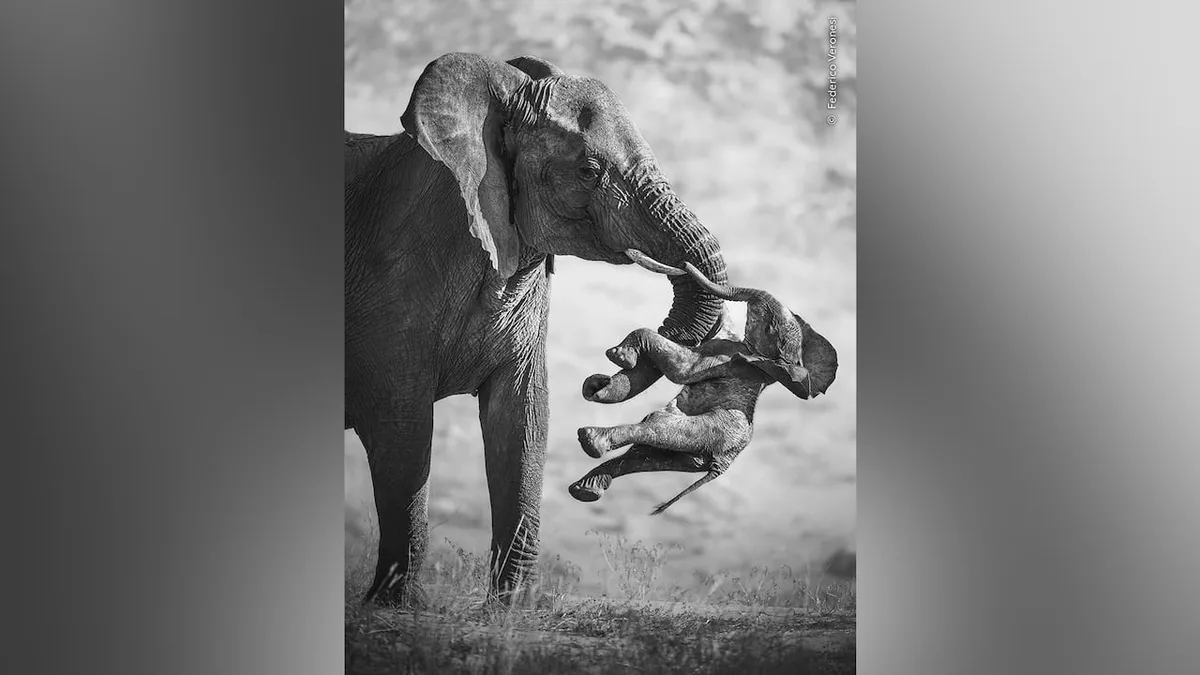 Image of mournful elephant mom wins 2026 Wildlife Photographer of the Year