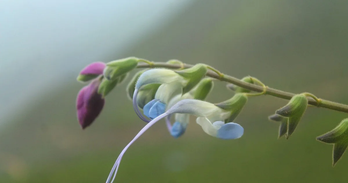 Lionel Messi ahora también tiene una planta: el increíble "homenaje" de unos científicos en Perú por sus flores celestes y blancas