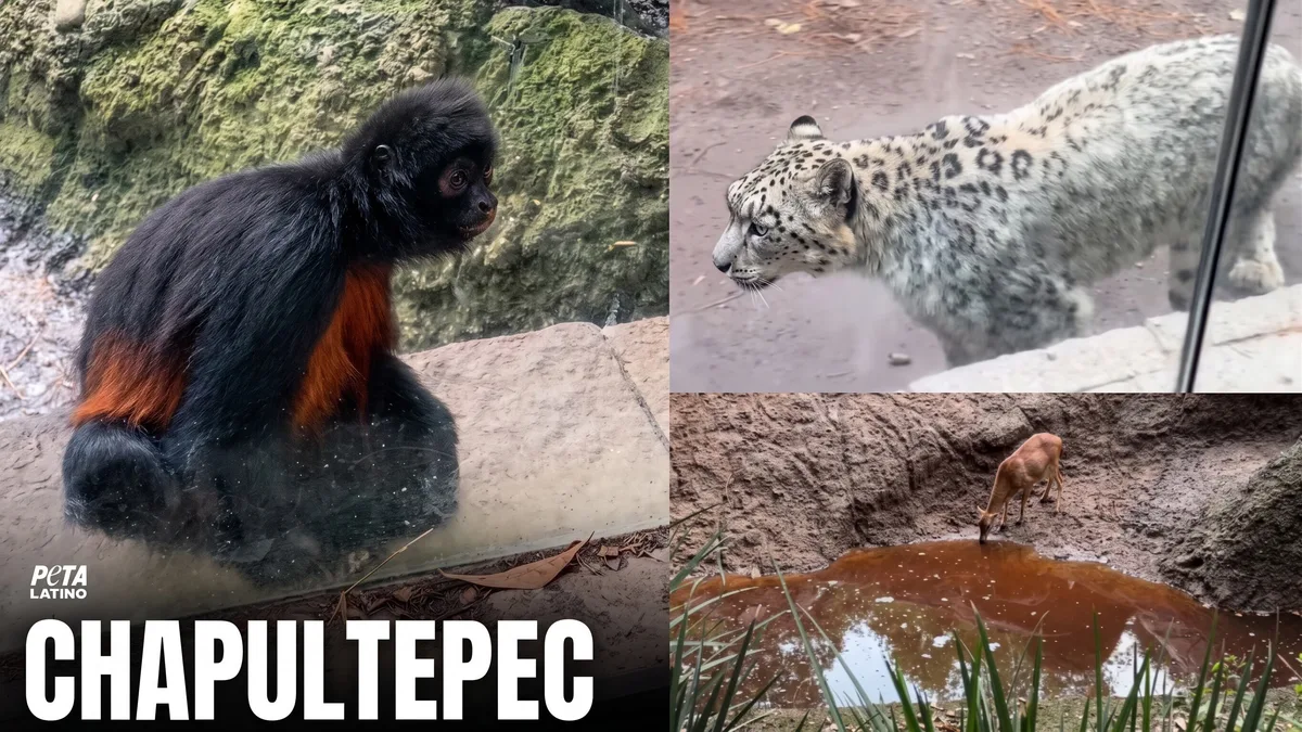 Persisten denuncias por maltrato en el Zoológico de Chapultepec: animales bajo estrés, estancias reducidas y malas condiciones
