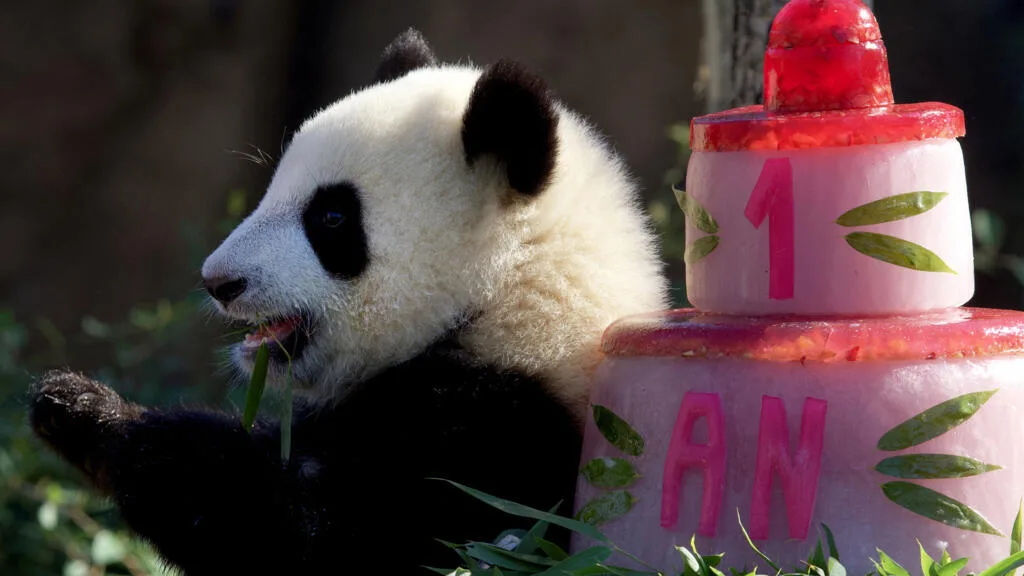Les deux seuls pandas géants hébergés en France partiront bientôt en Chine