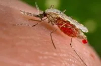Chuveiro elétrico ligado por 8 minutos consome a mesma quantidade de energia que 75 lâmpadas acesas por 1 hora