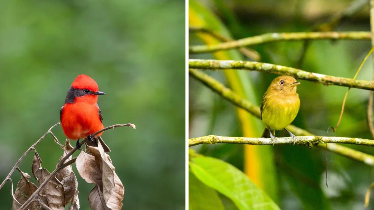 Com presença de espécie rara, cidade cataloga 300 espécies em 24 horas e conquista o 1º lugar em maratona de observação de aves