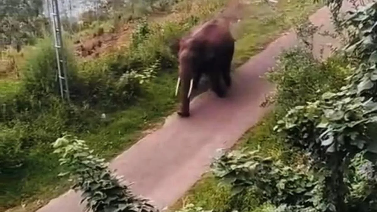 Tourists provoke wild tusker in Idukki