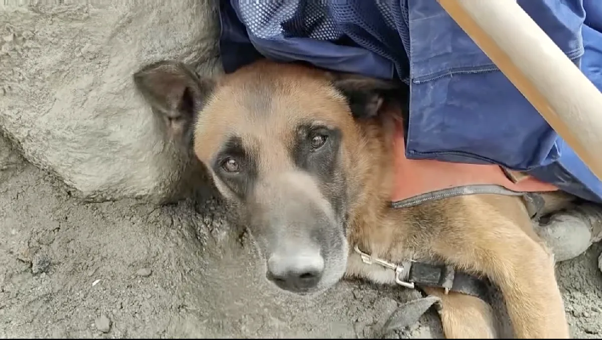 Search-and-rescue dog rests after searching mudslide-hit border area