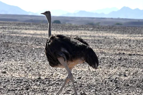 Luxury fashion brands linked to ‘blood feathers’ from South African ostriches