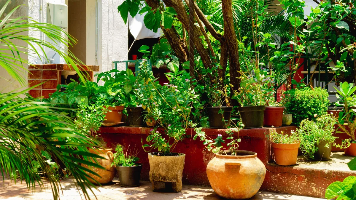 No todas las plantas necesitan lo mismo en otoño: cuáles debes proteger y cómo adaptar sus cuidados