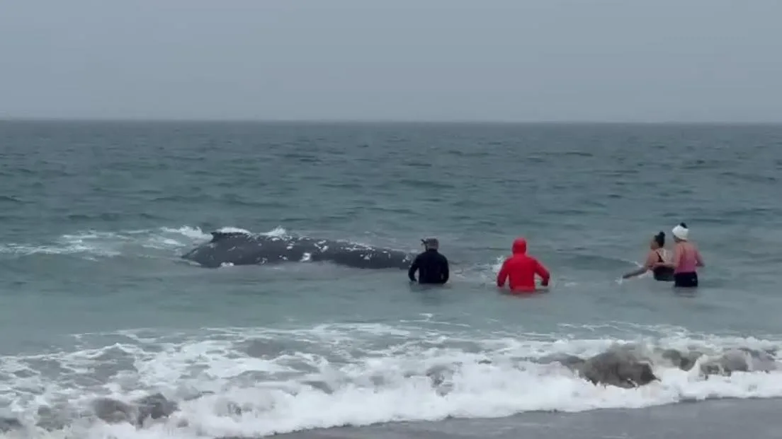 Humpback whale beaches itself in Port Kennedy, DBCA responds to potentially sick animal amid fears of sharks