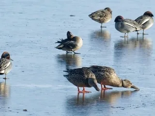 « Une situation catastrophique » : pourquoi la LPO demande le report de la chasse aux oiseaux d’eau en Bretagne ?