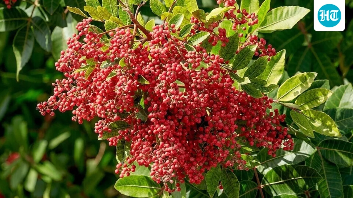 Florida brought in Brazilian pepper as an ornamental shrub; it later infested over 700,000 acres and became one of the state’s worst invasive plants