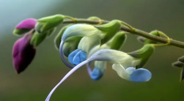 Salvia messii, la flor andina que une ciencia, biodiversidad y un homenaje a Lionel Messi