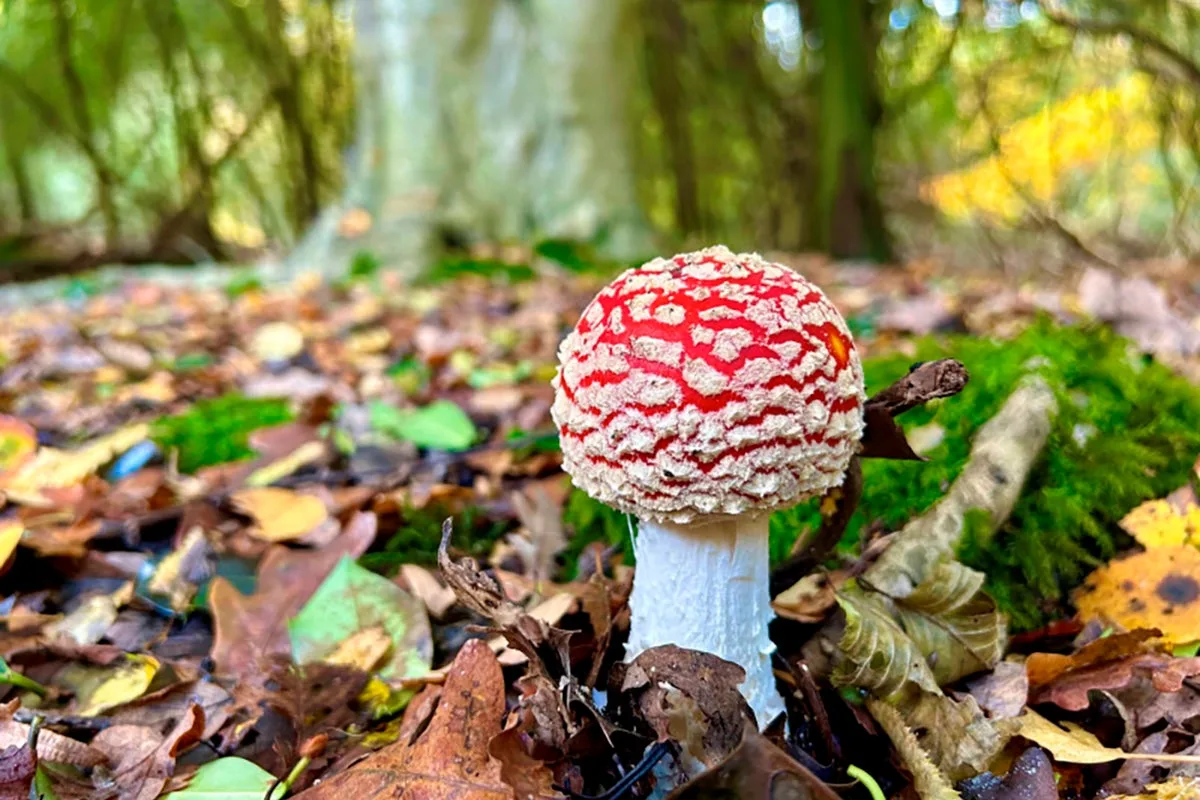 Foragers warned over social media craze for picking wild mushrooms