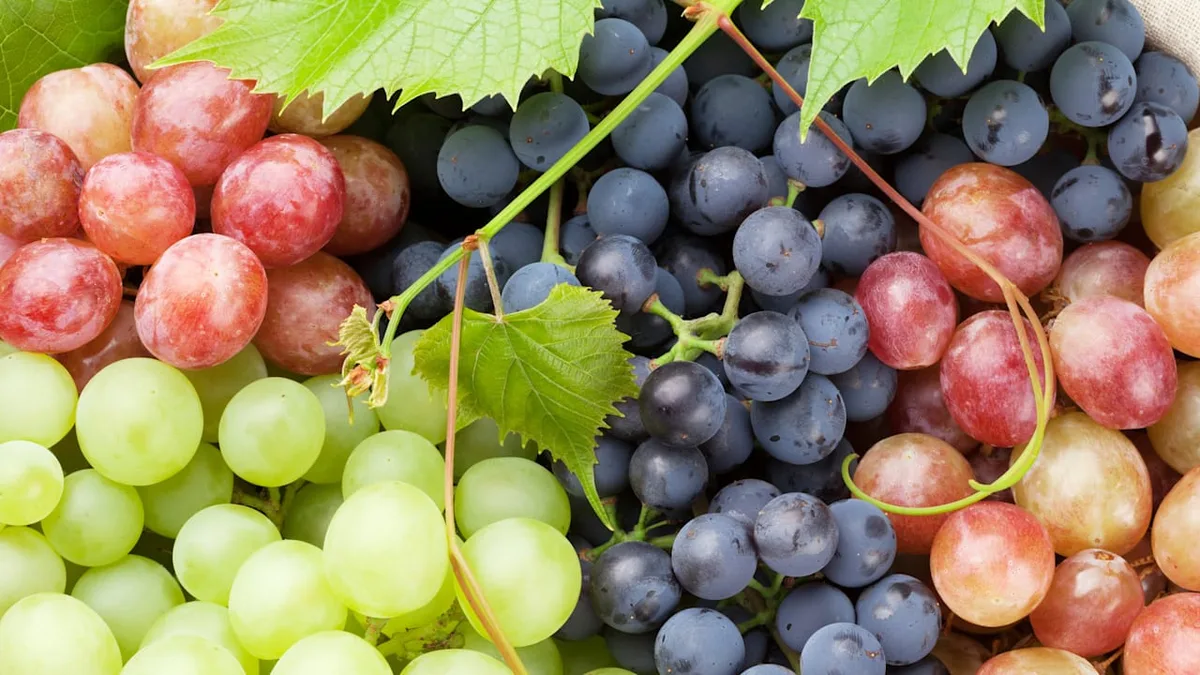 Im Check - Diese Trauben sind besonders gesund