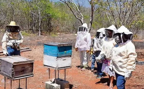 Falta de apoyos pone en peligro a las abejas; pesticidas son dispersados con drones