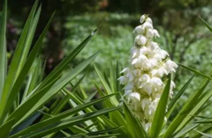 Flor de izote en El Salvador: el símbolo patrio que se sirve en cientos de hogares en todo el país