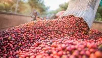 Café arábica sobe quase 6% em Nova York com ritmo lento da colheita