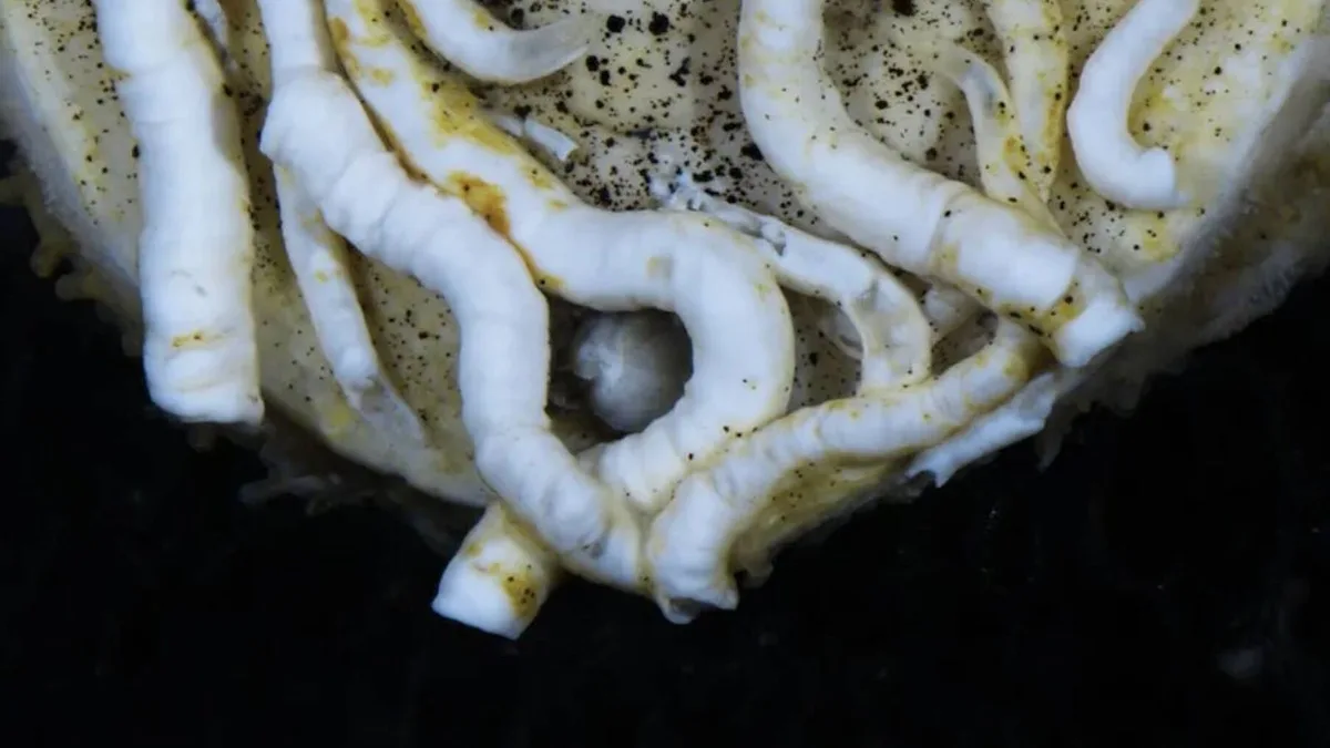 Japón explora el fondo del océano a 5.500 metros y encuentra un ser vivo con la lengua de metal