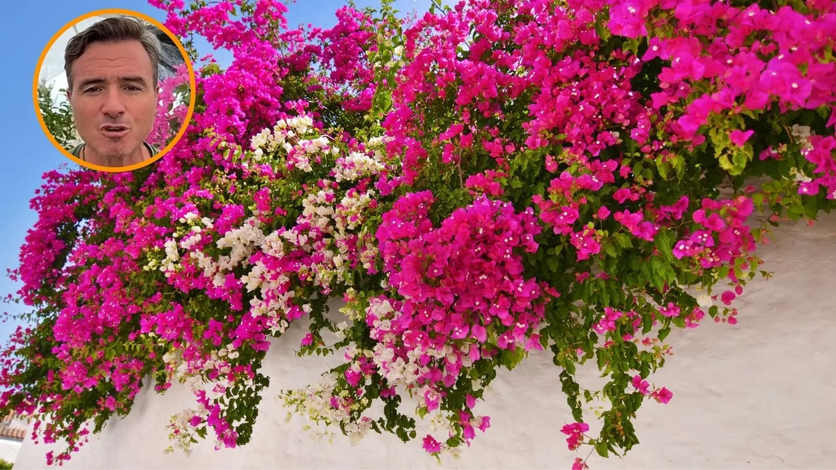 Ángel Illescas, floricultor: “Con estos dos métodos triunfarás para hacer tus esquejes de buganvilla”