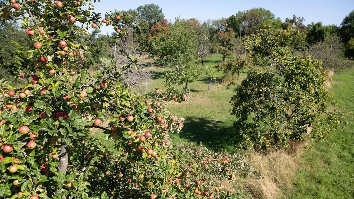 Zu viel Sonne, zu wenig Wasser: Folgen der Hitze: Obstbauern fürchten geringere Ernteerträge