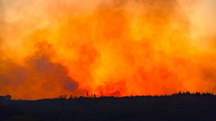 Wald und Klimawandel: „Um die Buchen mache ich mir große Sorgen“